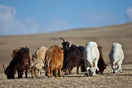Hircus goats in Mongolia