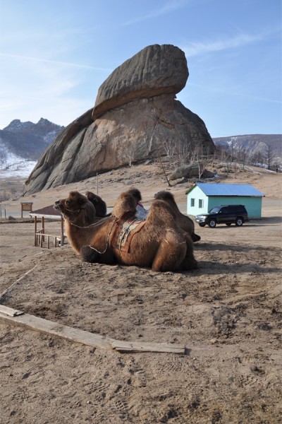 Camels in Southern Mongolia